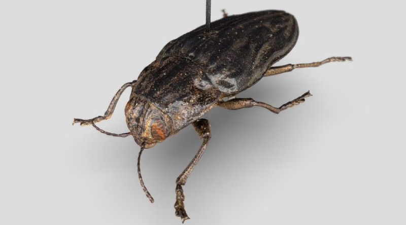Bug
