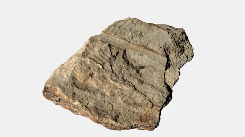 Fossil des Jahres 2025