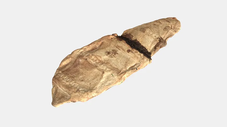 Fayolia sterzeliana