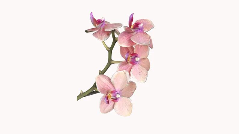 Orchidee