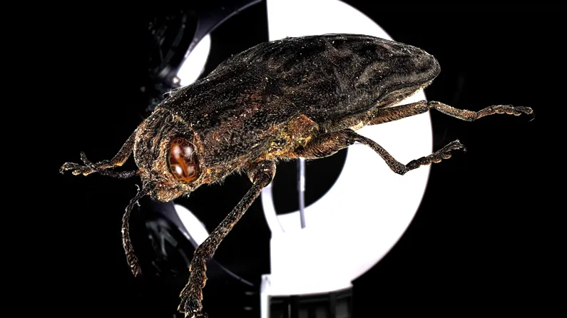 Chalcophora Splat