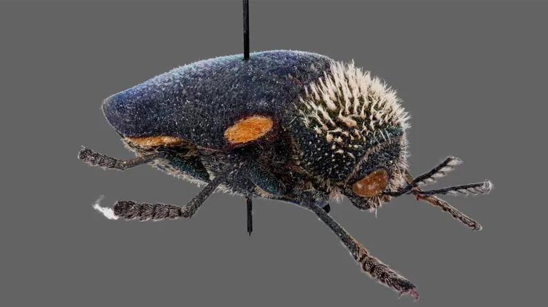 Sternocera Splat